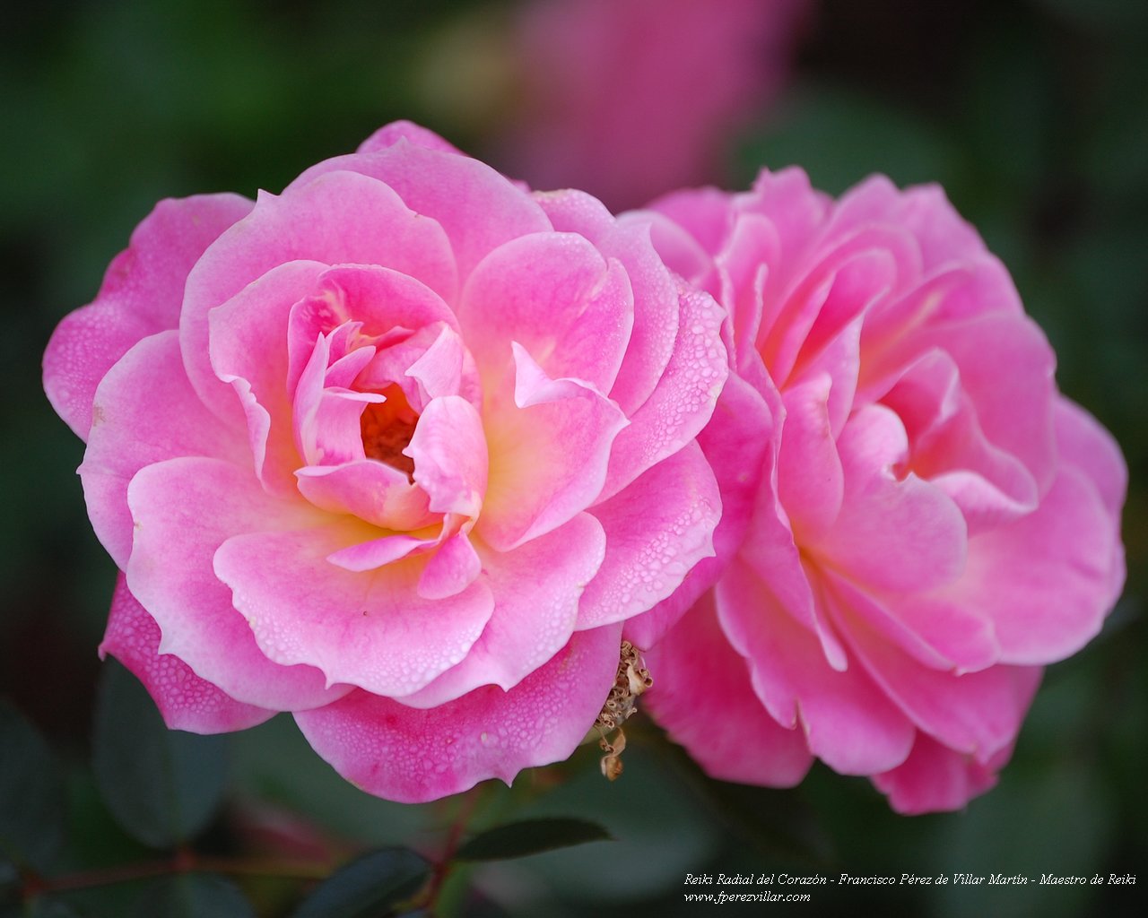 Rosa